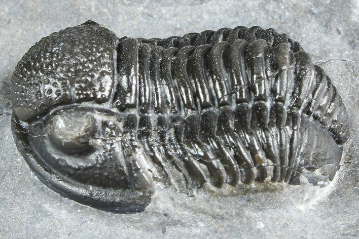Detailed Gerastos Trilobite Fossil - Morocco #363963